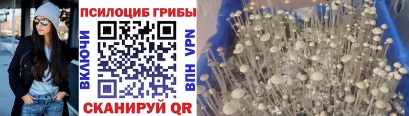 Псилоцибиновые грибы GOLDEN TEACHER  блэк спрут рабочий сайт  Касимов 